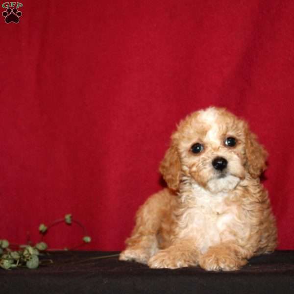 Nyla, Mini Goldendoodle Puppy
